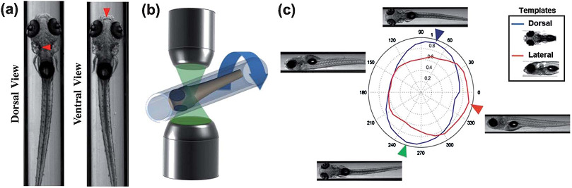 Fully-automated orientation of zebrafish larvae