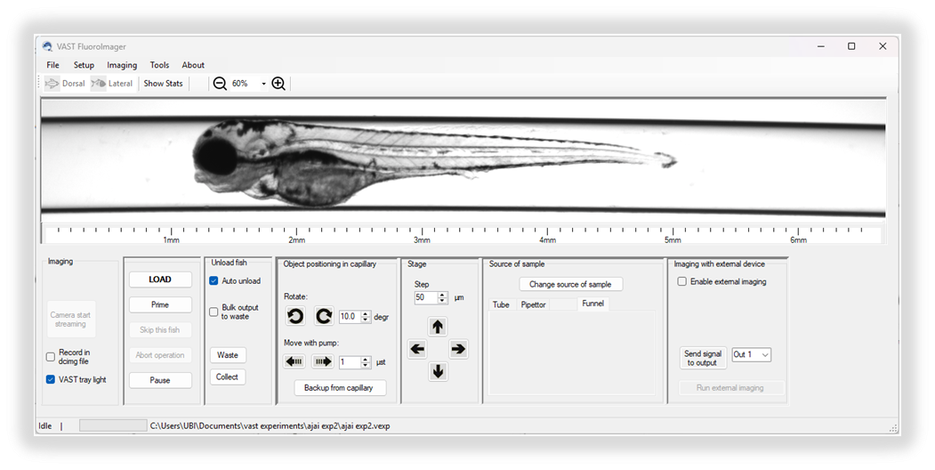 whole-fish brightfield image