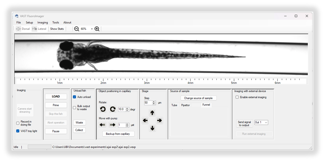 whole-fish brightfield image