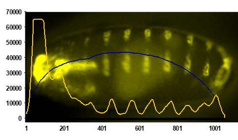 Banded Drosophila Embryo