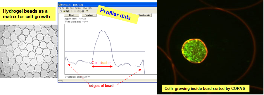 Cell clusters growing inside Hydrogel beads