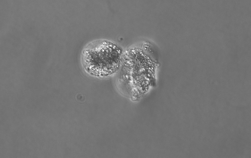 Large/Fragile Cell Types